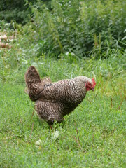 Grey hen walking on fresh green grass