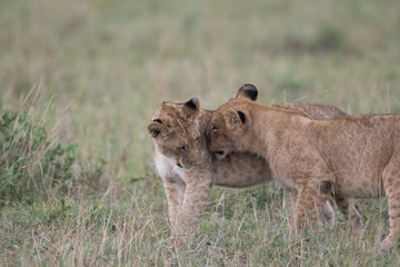 Wall Mural - Two lion cubs playing