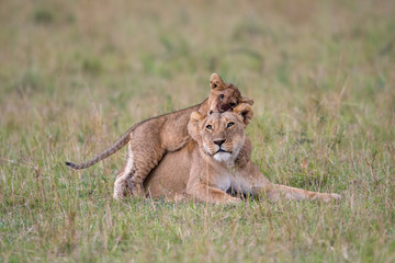 Poster - Lioness and cub playing