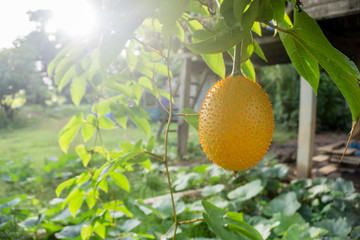 Wall Mural - Momordica cochinchinensis, Gac, Baby Jackfruit, Spiny Bitter Gourd has been traditionally used as both food and medicine.