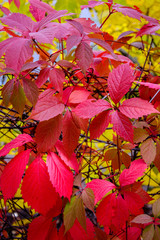 Texture autumn purple leaves background 2