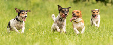 A Pack Of Small Jack Russell Terrier Are Running And Playing Togehter In The Meadow With A Ball