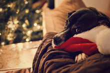 Beautiful Christmas And New Year Holiday Dog Laying Down In Cozy Home With Illuminated Christmas Tree And Santa Hat