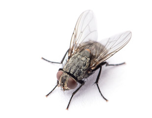 Poster - fly isolated on a white