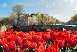 Fototapeta Tulipany - Houses of Amsterdam, Netherlands