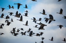 Canada Geese In Flight Free Stock Photo - Public Domain Pictures