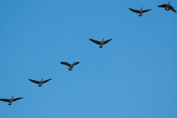 Poster - A flock of Canada Geese in flight