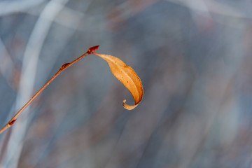 Canvas Print - last leave 