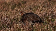 A Stunning Red Grouse (Lagopus Lagopus) Preening Itself In The Heather In The Highlands Of Scotland.