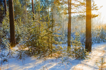 Wall Mural - young pine trees in the winter on the edge of the forest in the snow, in the sunlight.