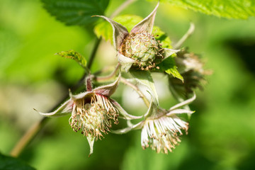 Closeup of unripe raspberry fruit (Rubus idaeus)