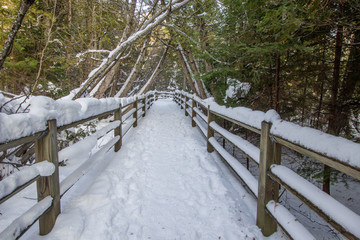 winter forest background. snow covered boardwalk trail through the forests of northern michigan at t