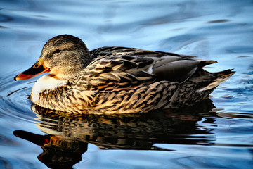 Wall Mural - Duck