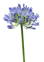 Agapanthus. Cropped Blossoms As Background For Your Works.