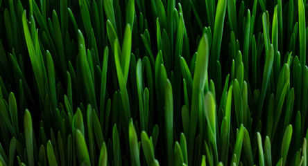 green grass background