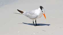 A Royal Tern (Laridae Thalasseus Maximus) With Red-orange Bill, Patchy Winter Cap, White Neck, Grey Wings, Dark Brown Tail And Black Webbed Feet Standing In Bright Sun On A Sandy Tan Beach. 