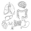 Vector Sketch Set of Anatomical Human Organs