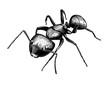 black ant, vintage ink hand drawn illustration