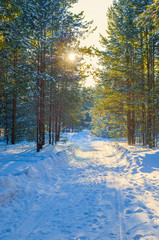 Wall Mural - Sunlight on the road in winter forest with white fresh snow and pine trees.