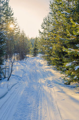 Wall Mural - sunlight on the road in winter forest with white fresh snow and pine trees.
