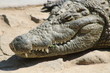 Krokodil Nahaufnahme