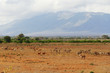 Wildtiere in der Serengeti