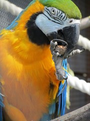 Breakfast. Blue and yellow macaw