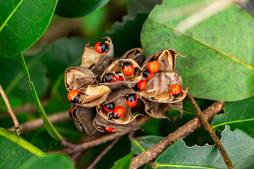 Rosary pea (Abrus precatorius) seeds closeup - Long Key Natural Area, Davie, Florida, USA