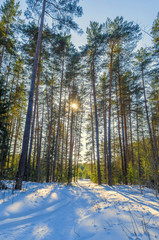 Wall Mural - sunlight on the road in winter forest with white fresh snow and pine trees.
