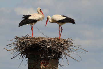 white stork in the nest