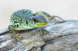 The ocellated lizard - Timon lepidus