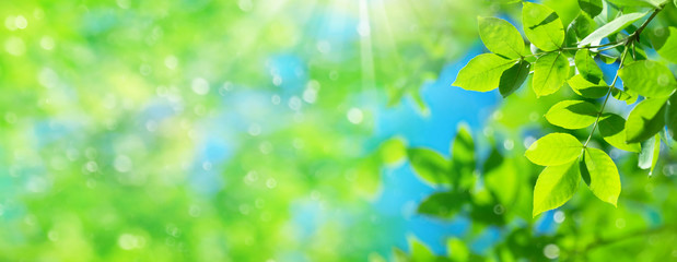 Aufkleber - Spring natural background with bright fresh willow leaves. Natural background for design