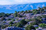Fototapeta  - Hvar is world famous for its lavender, which is of the highest quality in the world. Due to its unique climate and year-round sunshine, the lavender grows in abundance.