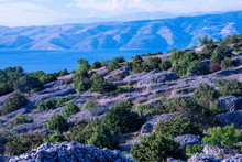 Hvar Is World Famous For Its Lavender, Which Is Of The Highest Quality In The World. Due To Its Unique Climate And Year-round Sunshine, The Lavender Grows In Abundance.