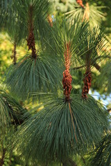 Green pine branch