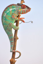 Panther Chameleon,furcifer Pardalis Ambilobe