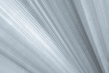 Abstract Grey And White Filter Effect Of Green Fan Palm Leaf On Blurred Motion Under Sunlight, For Use Wallpaper And Backdrop