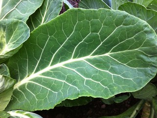 Wall Mural - veins in leaf