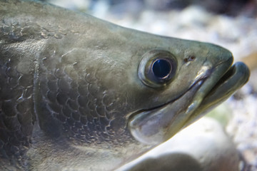 Wall Mural - Close to the face of live sea bass fish