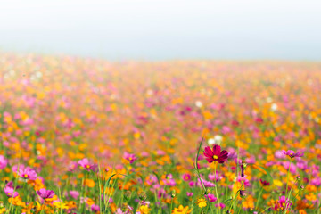 Wall Mural - Orange, White and Purple cosmos flowers in the garden with sunset background in pastel retro vintage style.