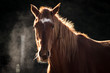 © Skyimages - This is an image of horse with beautiful light from setting sun. The light and shadow produced a very dimensional look.  Horses are the most majestic and gentle animal on earth.