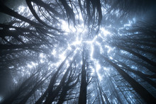 Looking Up In Cold Dark Forest. Cold Misty Foggy Trees. Mystery, Spooky, Evil Concept. Beautiful Cold Forest During Winter. Fish Eye Image Of Old Tall Spooky Trees During Cold Weather.