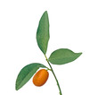 Branch of kumquats