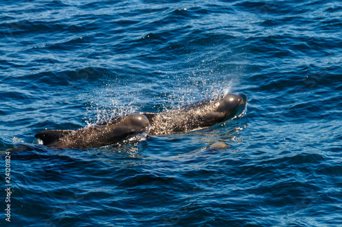 Photo A group of Long-Finned Pilot Whales -Globicephala melas- swimming in the South A