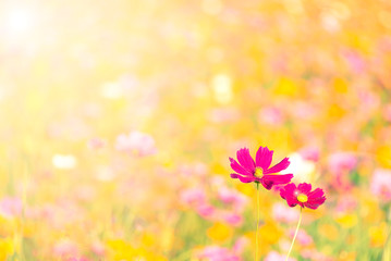 Wall Mural - Orange, White and Purple cosmos flowers in the garden with sunset background in pastel retro vintage style.