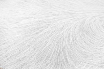 Wall Mural - White clean horse fur texture nature for soft smooth background