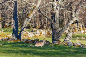 Wall Mural - Roe Deer standing and listening at the meadow