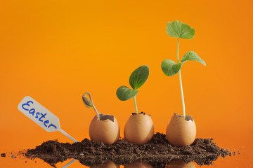 Three organic seedling plants in eggshells on orange background, eco gardening. Horizontal.