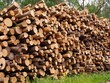 Lagerplatz - tausende Baumstämme lagern im Wald