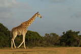 Fototapeta Natura - Giraffe walking at sunset in the South African bush.
